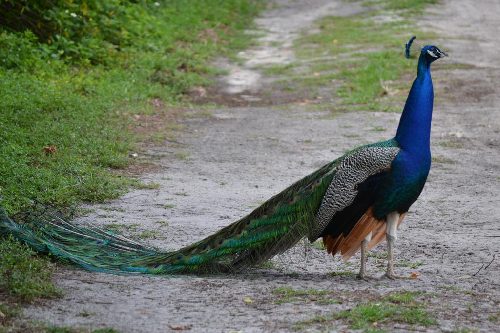Sigiriya Peacock Homestay Exterior foto